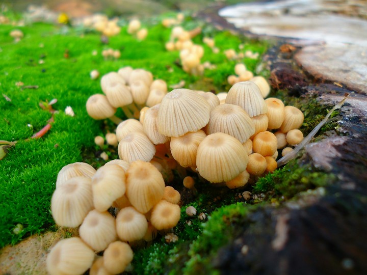Small mushrooms