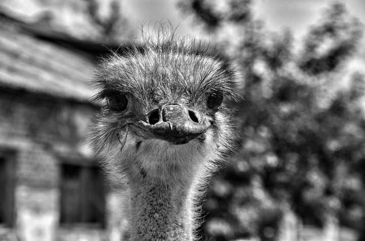 Ostrich