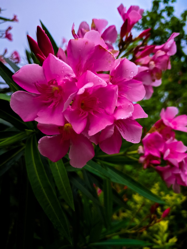colourful Flower