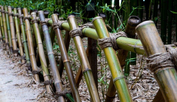 bambo fence