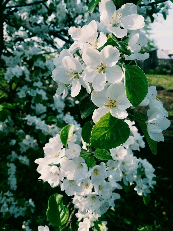 Spring