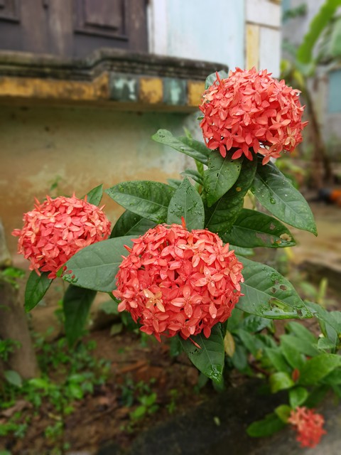 Ixora coccinea