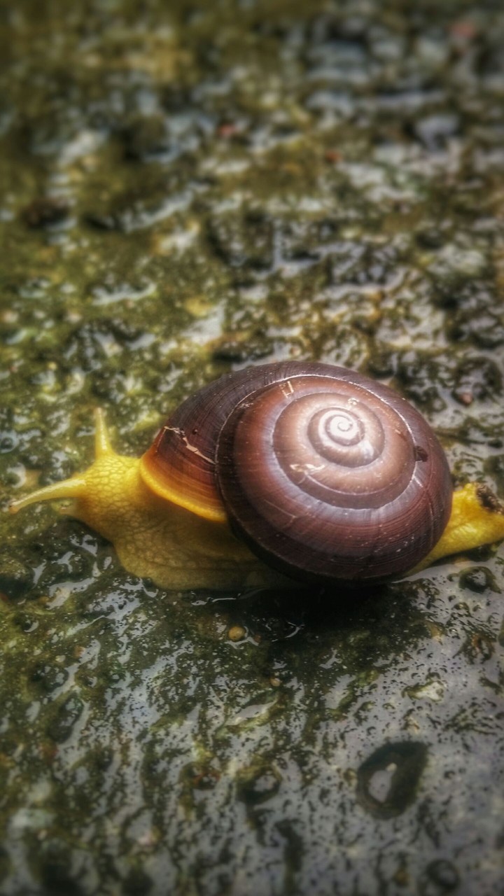 Snail