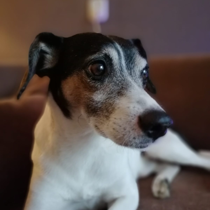lovely dog
