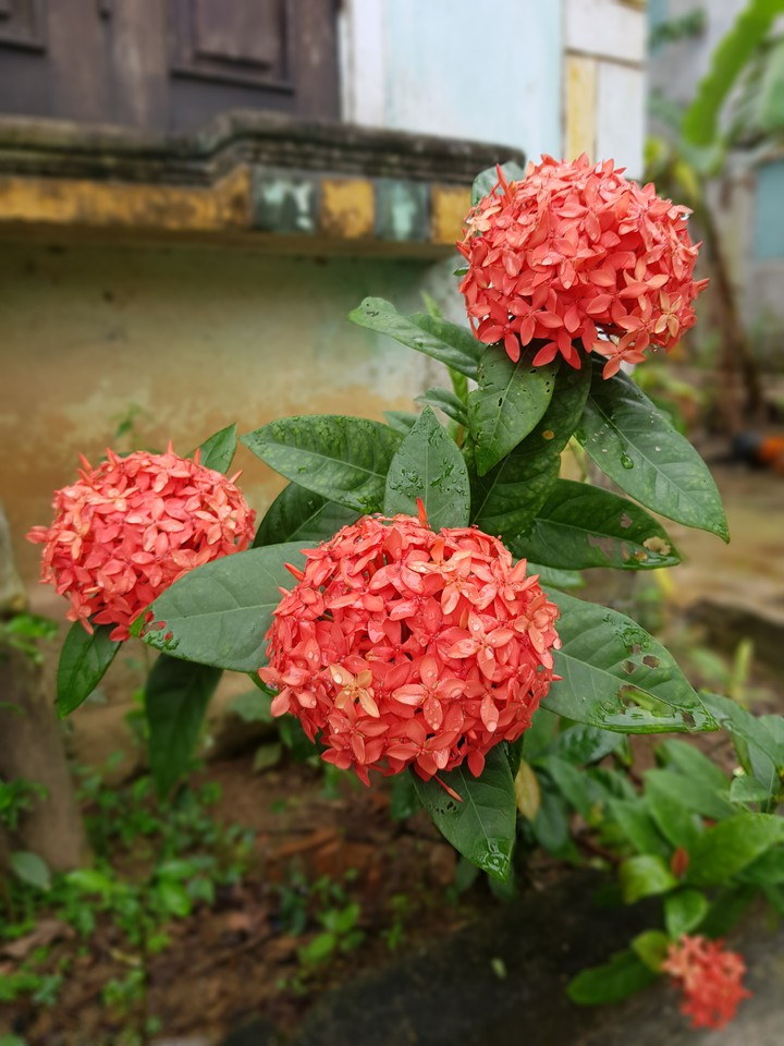Ixora coccinea