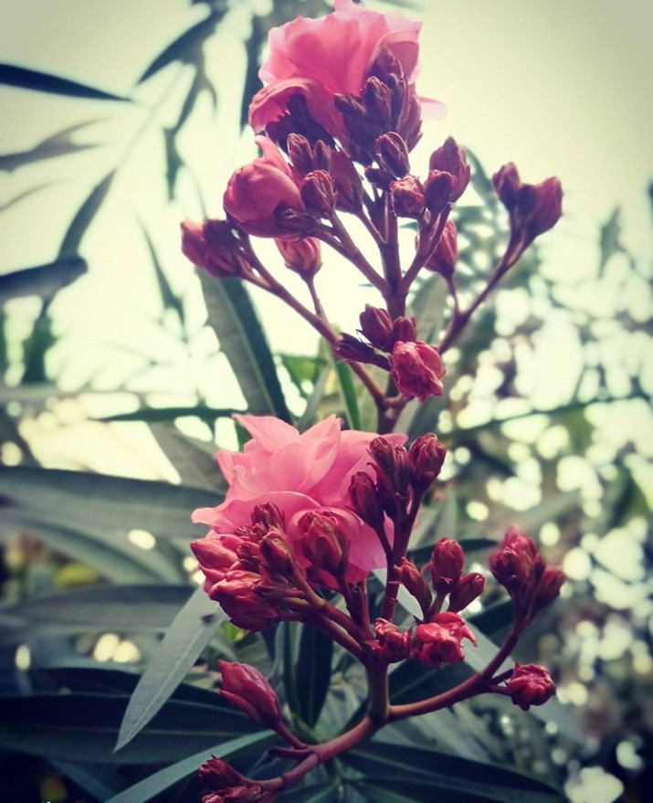 Flower???