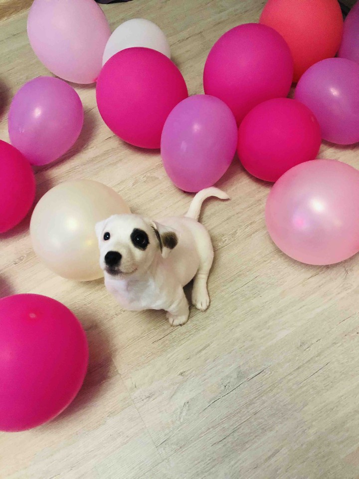 puppy