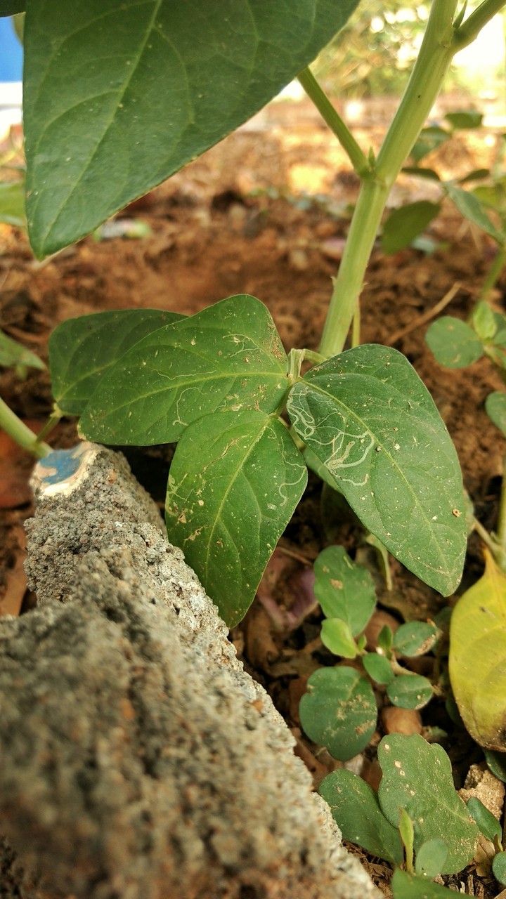 leaf