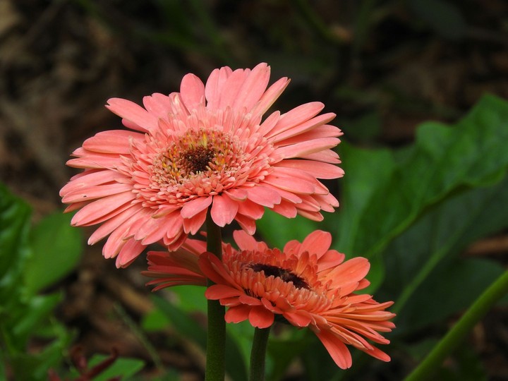 flowerr