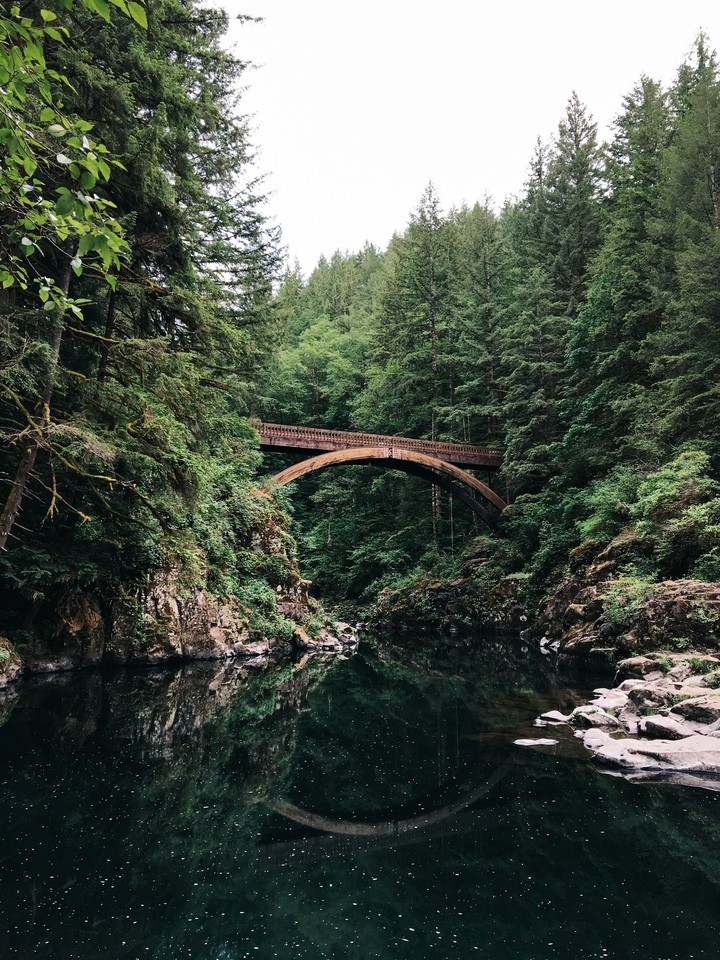Ponte na floresta