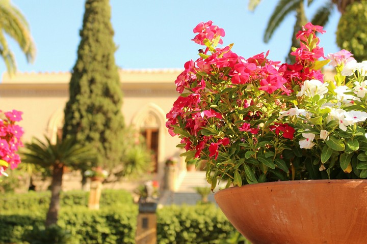 Flower