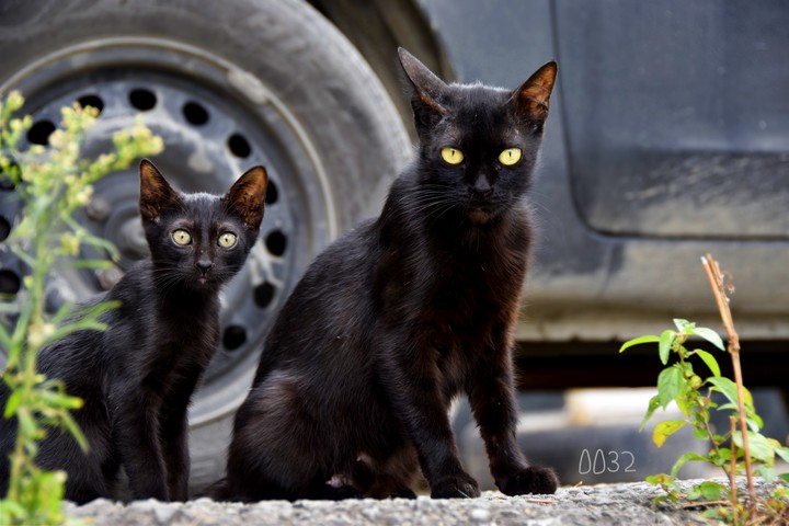 black