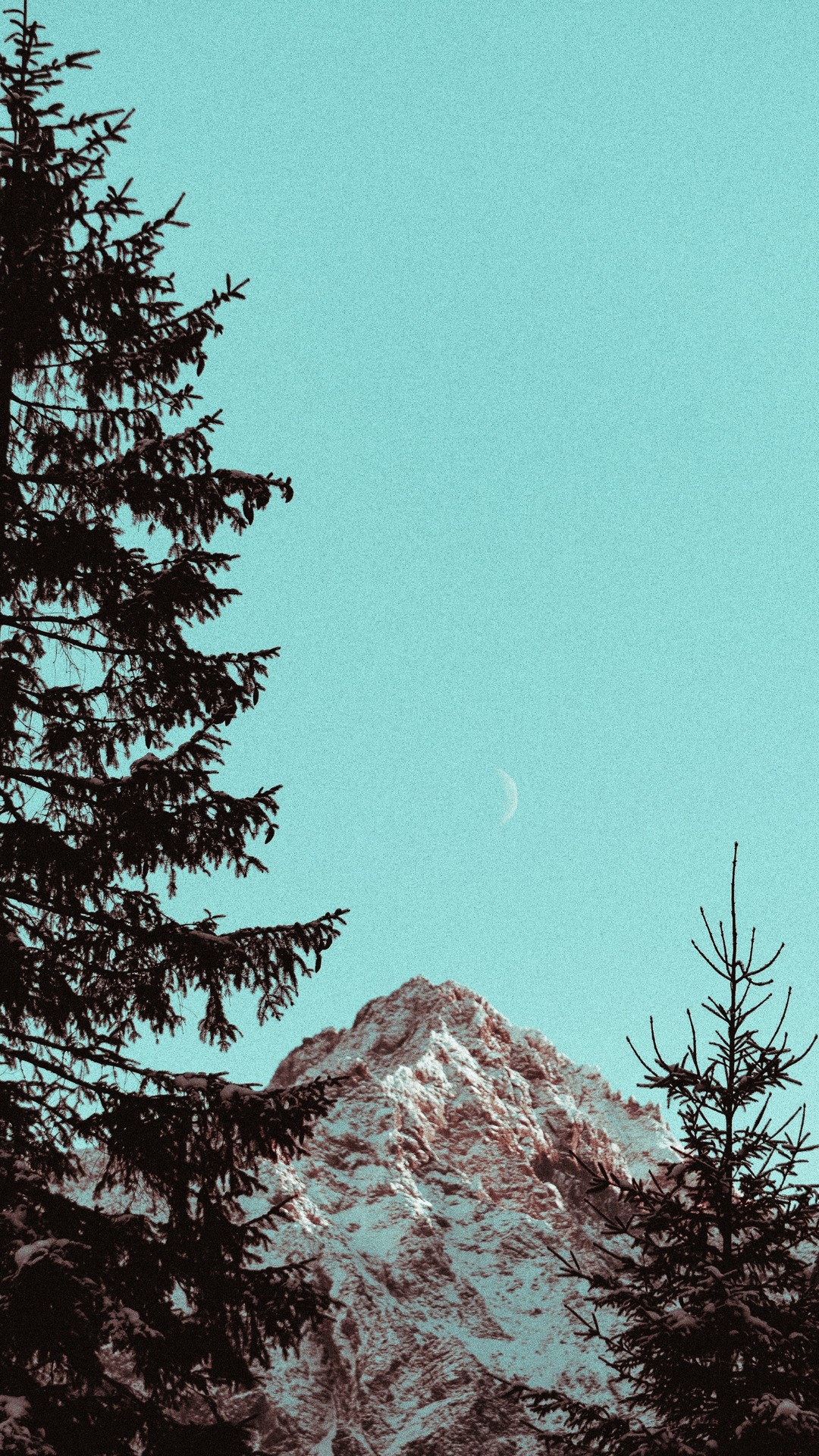 fondos de pantalla winter, conifers
