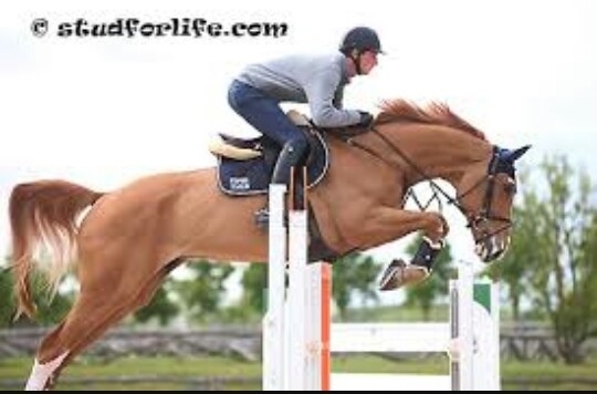 my brother and his horse first class
