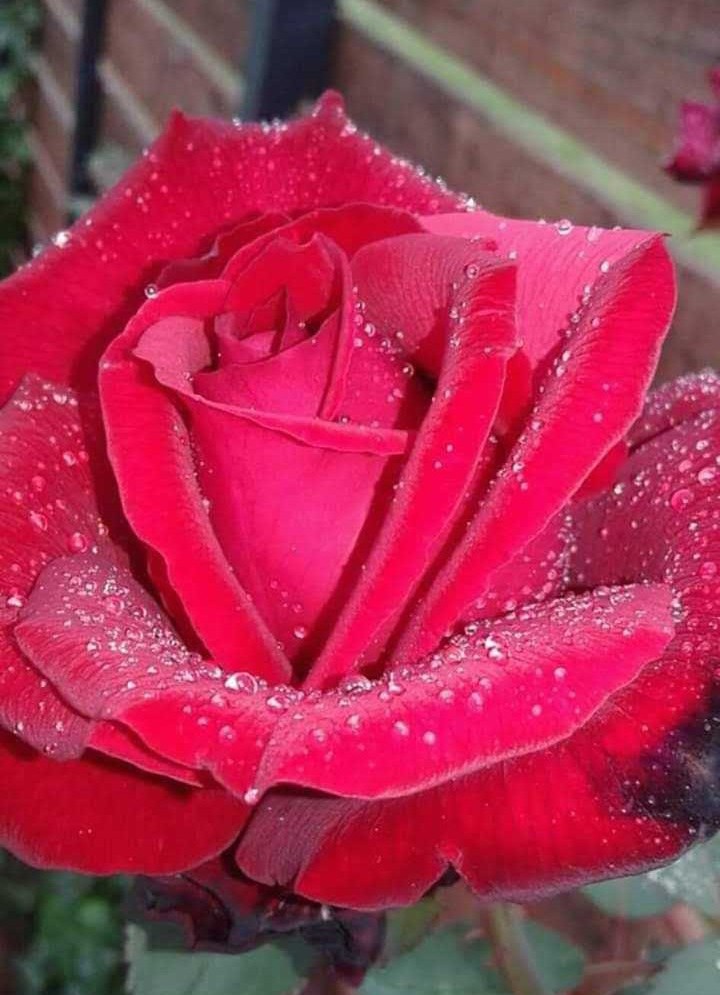4 my friends