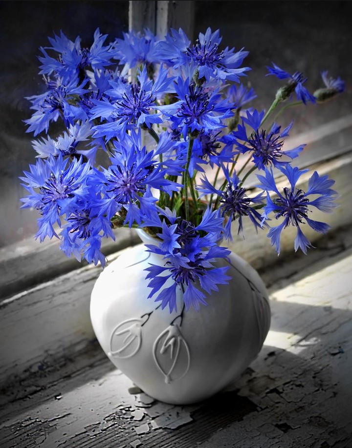 Cornflower