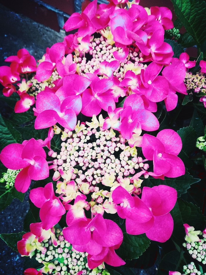 hydrangeas hydrangeas hydrangeas
