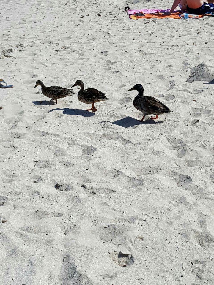 ducks on the beach