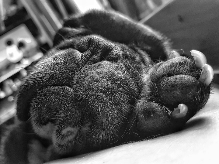 Frenchie BuBu