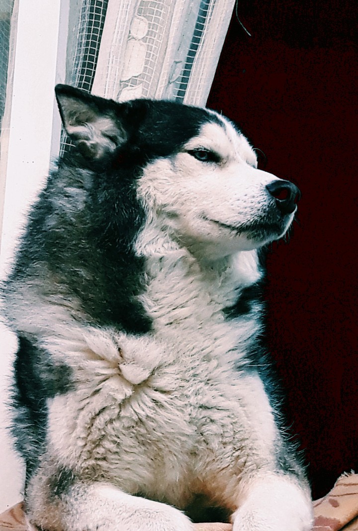 Husky