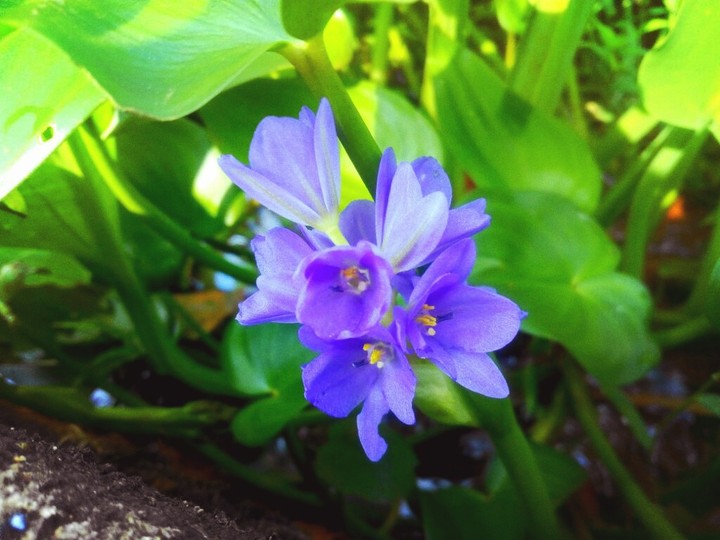 Flowers???????Nature ❤???
