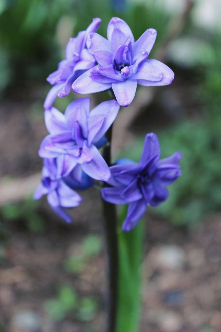 Flower/Гиацинт