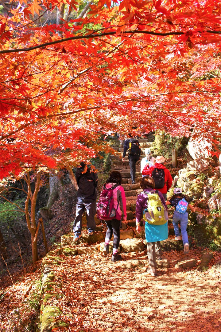 Autumn leaves,2018