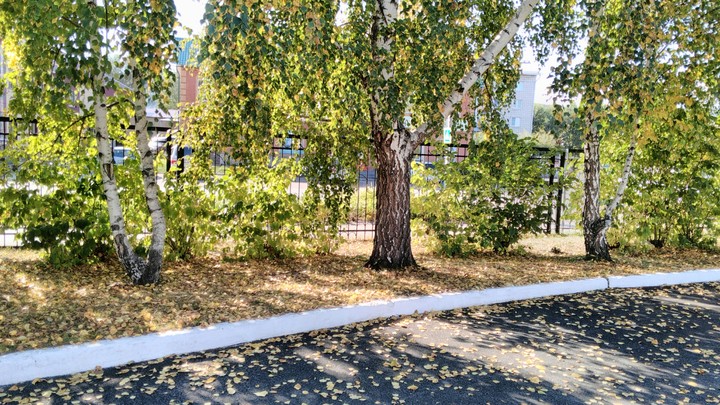 birch