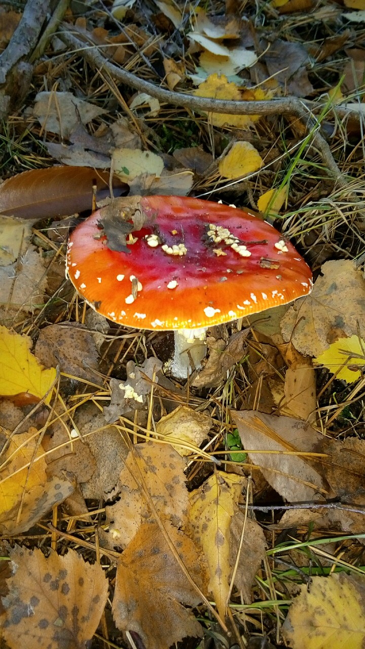 A walk in the forest