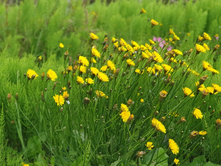 green and yellow