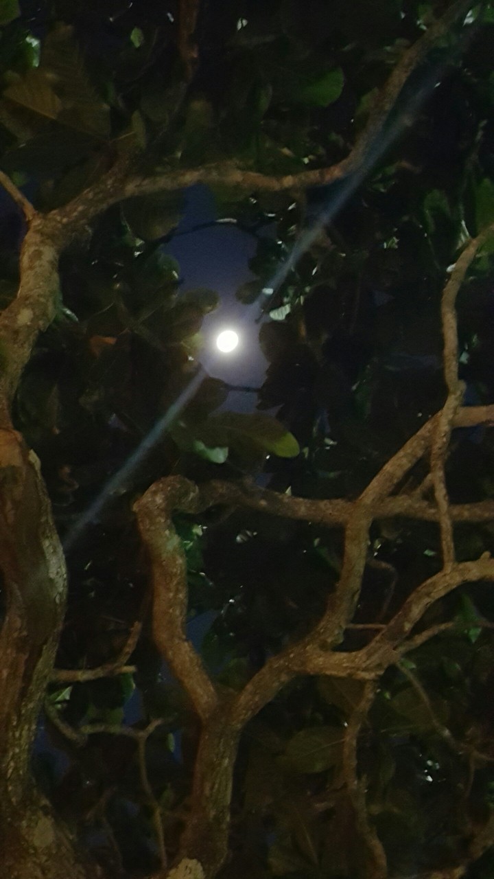 lua