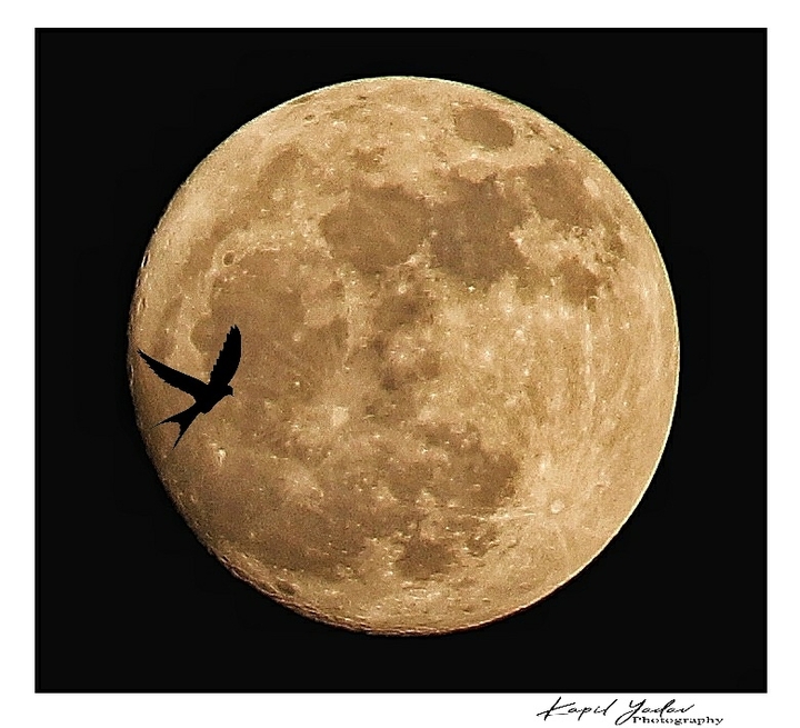 chand ka deedar kr lo