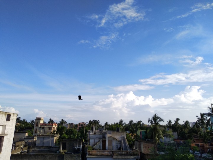 bird on sky