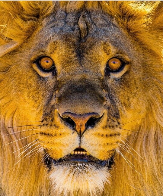 lion