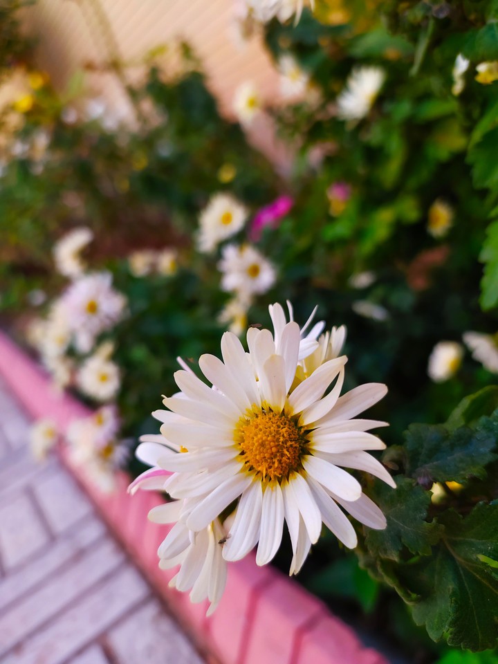 flower