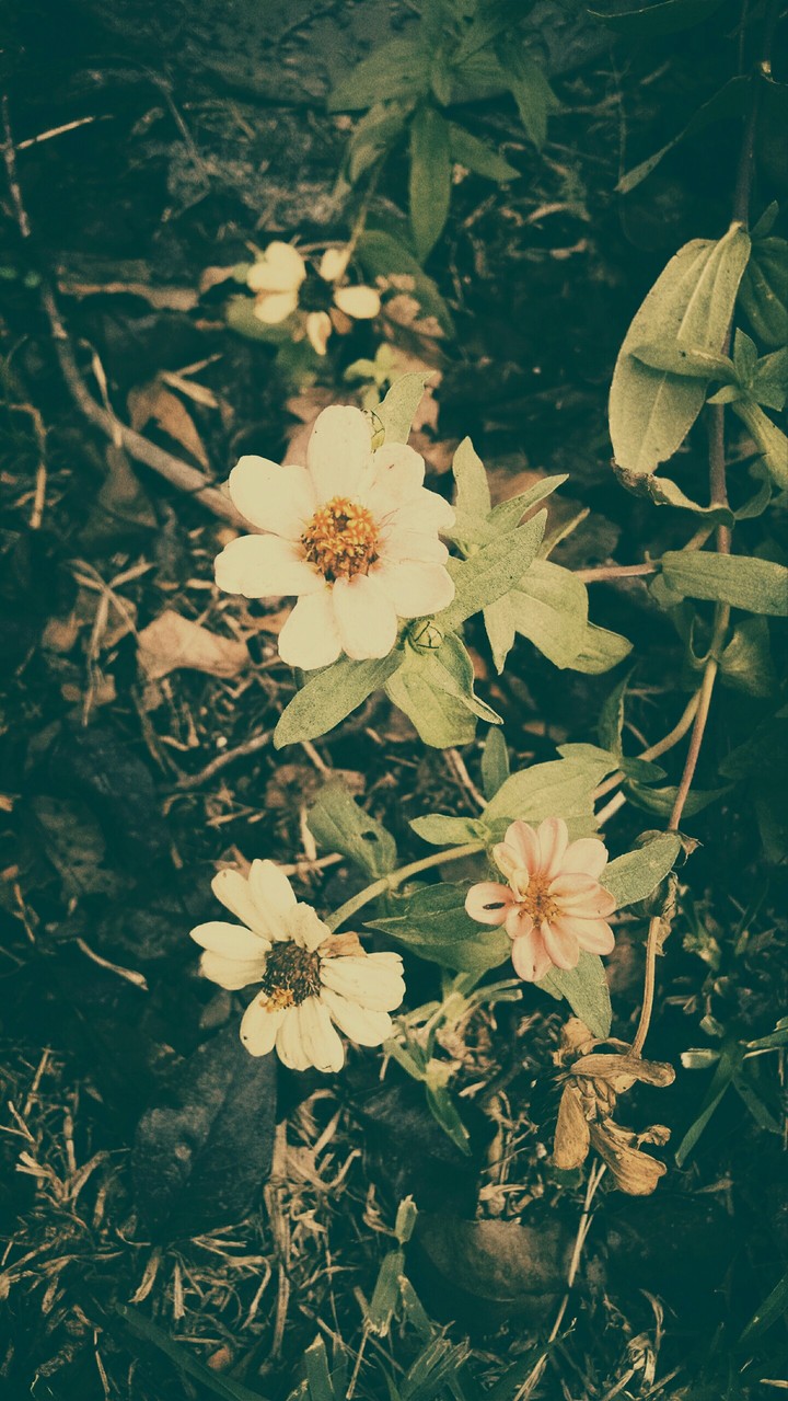 Beautiful Kansas flowers