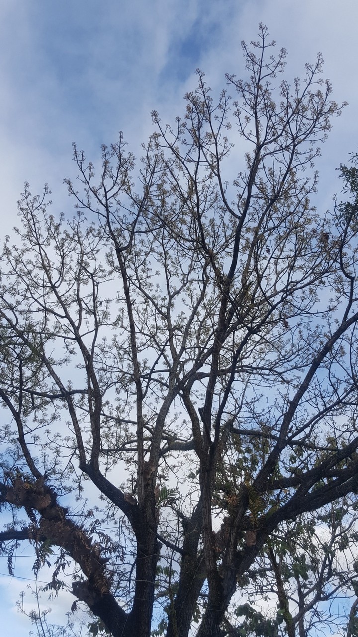 tree