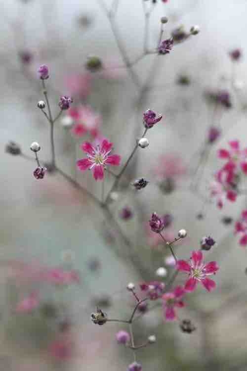 wilde flowers