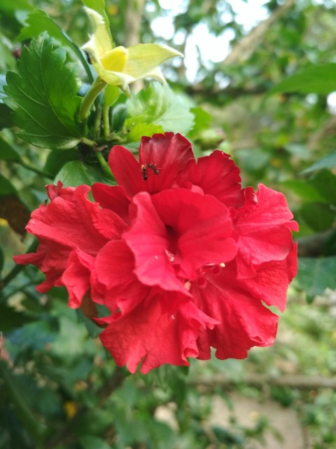 China rose