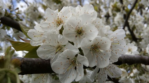 רקעים spring, shrub
