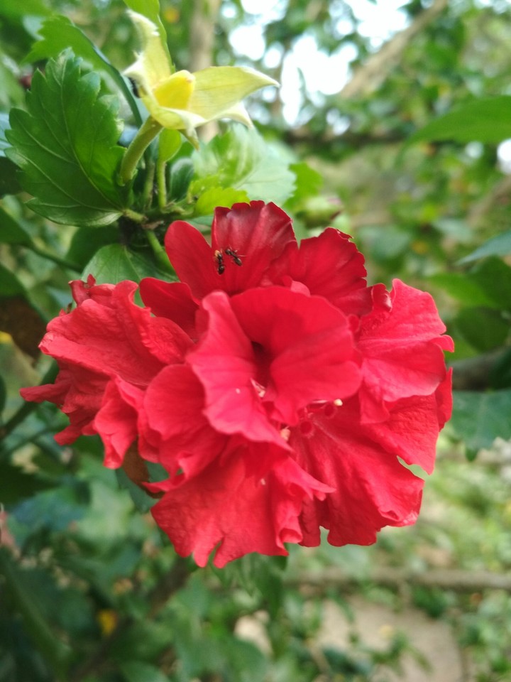 China rose