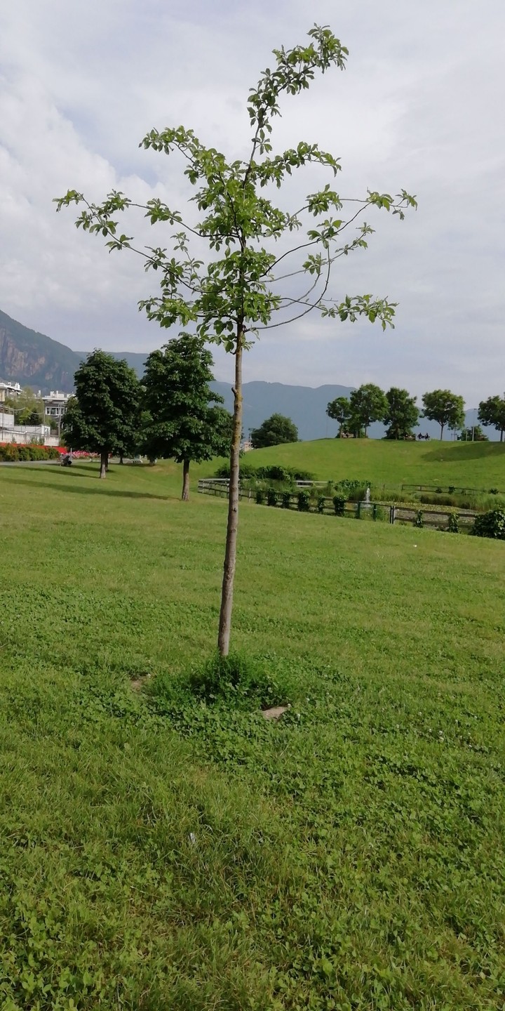 park
