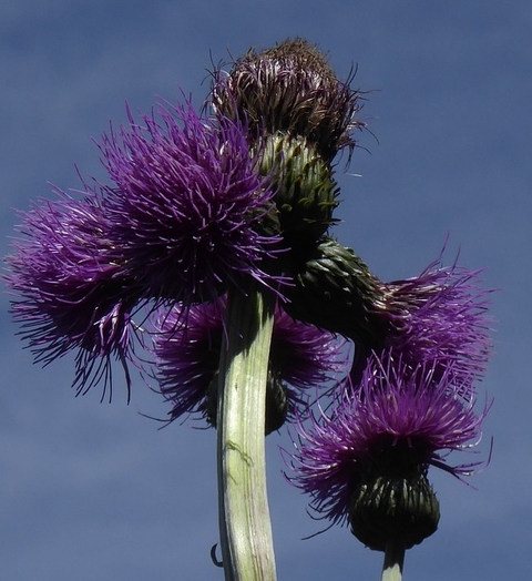 hình nền flower, wildflower