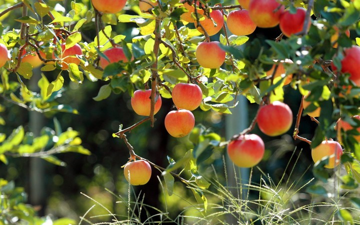 apple