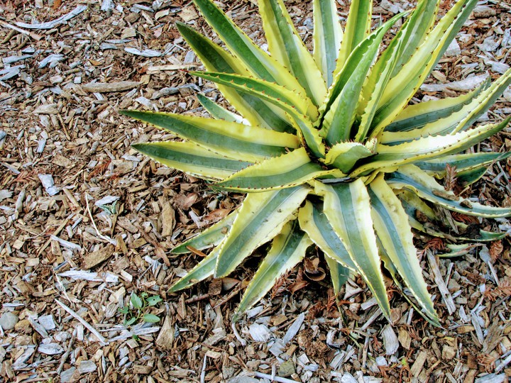 Succulent