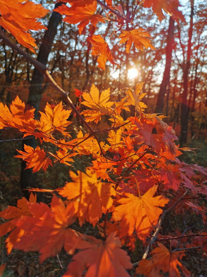 Autumn red