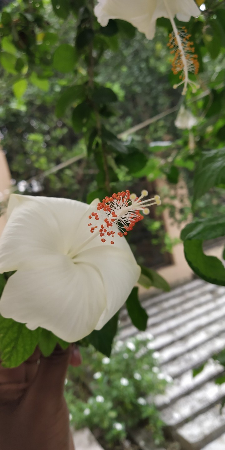 Flower?