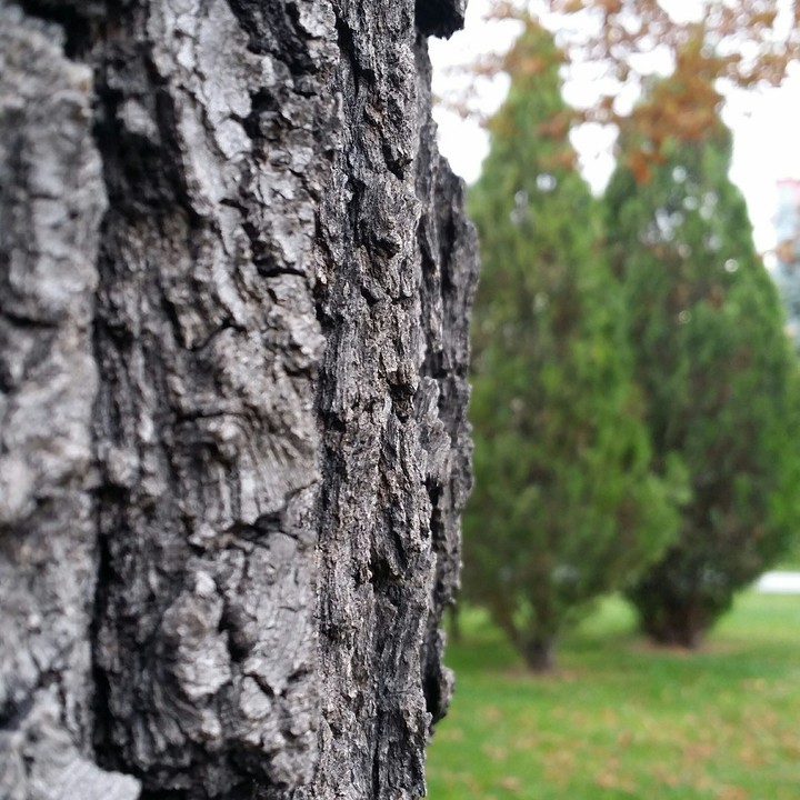 A beautiful tree