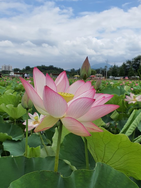 flowers