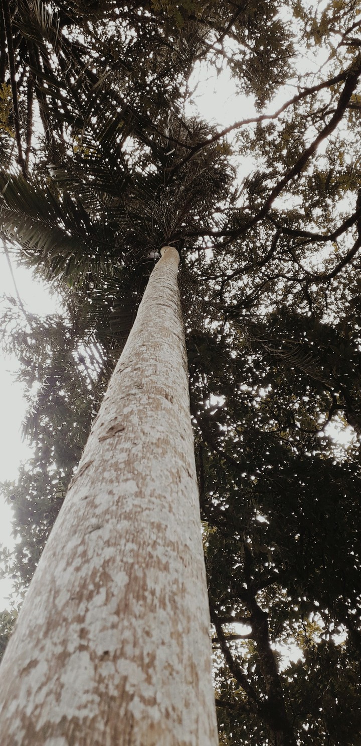 Palmeira